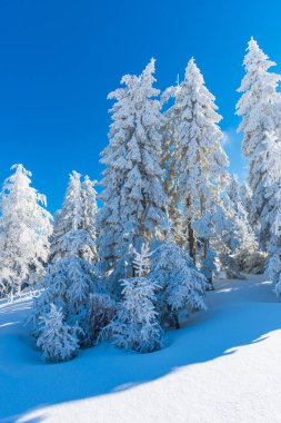 Kış dağlar karlı köknar ağaçları ile