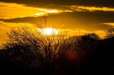günbatımı gökyüzü ve bush dalları 