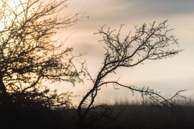 sakin günbatımı gökyüzü ve duman, sis, yatay kuru bush dalları 