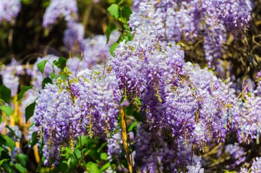 Bulanık doğal arka plandaki çiçeklerin yakın görünümü.