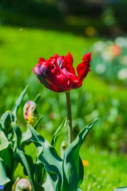 Bulanık doğal arka plandaki çiçeklerin yakın görünümü.