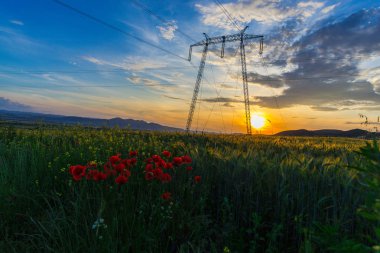 görkemli günbatımı gökyüzü ve çiçeklerle alanındaki elektrik direkleri