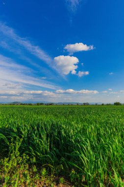 Arka plan mavi gökyüzü ve bulutlar ile Bahar yeşil alan.