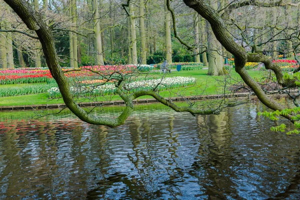 Jardín Con Árboles Flores Tulipanes Florecientes Países Bajos — Foto de Stock