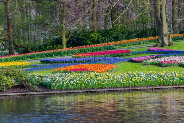 Giardino Con Alberi Fiori Tulipani Fiore Paesi Bassi — Foto Stock