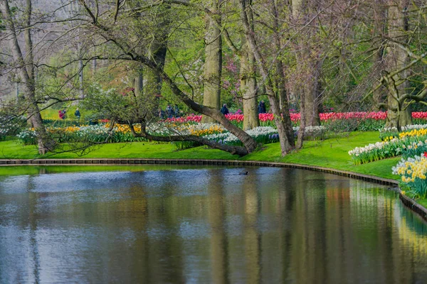 木々と咲くチューリップの花が咲く庭園 オランダ — ストック写真