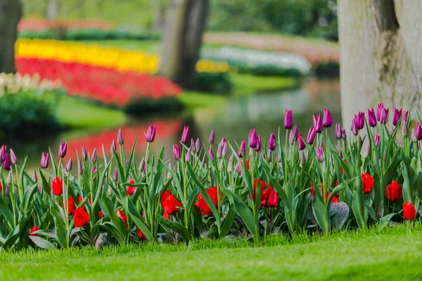 Jardin Avec Arbres Fleurs Tulipes Fleurs Pays Bas — Photo