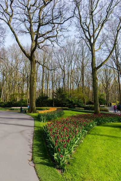 Zahrada Stromy Kvetoucí Tulipány Nizozemsko — Stock fotografie