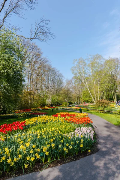 Zahrada Stromy Kvetoucí Tulipány Nizozemsko — Stock fotografie