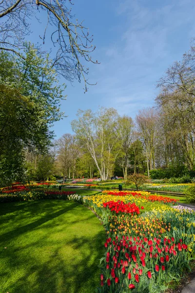 Zahrada Stromy Kvetoucí Tulipány Nizozemsko — Stock fotografie