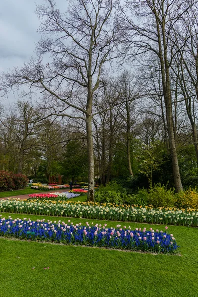 Сад Деревами Квітучими Тюльпанів Квіти Нідерланди — стокове фото