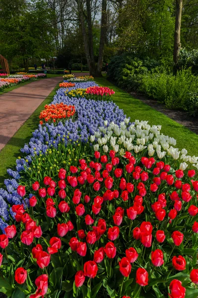 Giardino Con Alberi Fiori Tulipani Fiore Paesi Bassi — Foto Stock