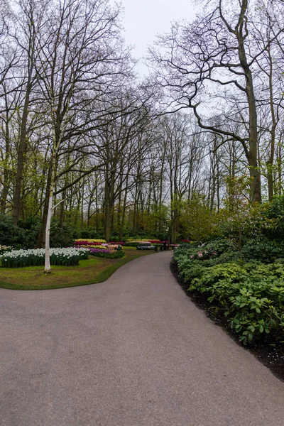 Jardín Con Árboles Flores Tulipanes Florecientes Países Bajos — Foto de Stock