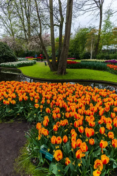 Jardim Com Árvores Flores Tulipas Florescentes Países Baixos — Fotografia de Stock