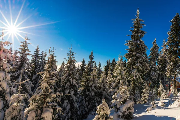 雪山丘冬の木々 に覆われました — ストック写真