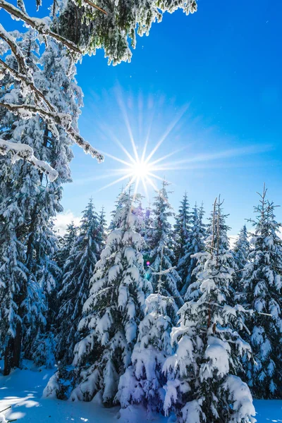 冬天的季节 雪覆盖着冷杉树 蓝天与太阳 — 图库照片