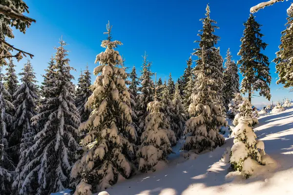 Árboles Cubiertos Nieve Temporada Invierno Colina Montaña — Foto de Stock
