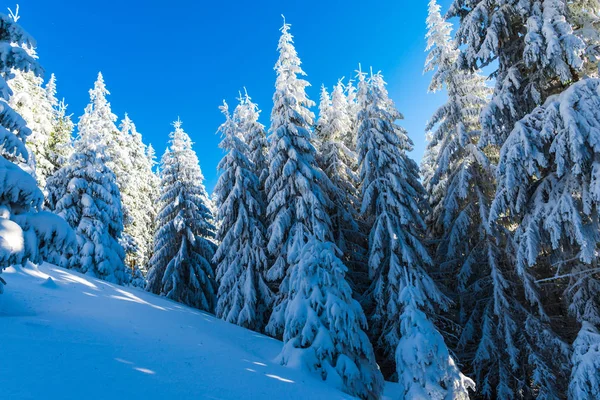 Bosque Invierno Cubierto Nieve Con Pinos — Foto de Stock