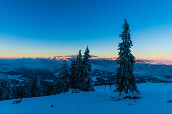 Snötäckta Vintern Skog Med Tallar Och Solnedgång Sky — Stockfoto