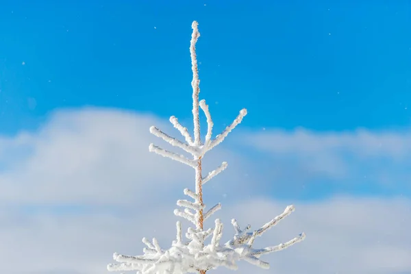 Stagione Invernale Albero Coperto Neve Cielo — Foto Stock