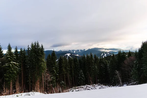 Árboles Las Montañas Los Cárpatos Invierno — Foto de Stock