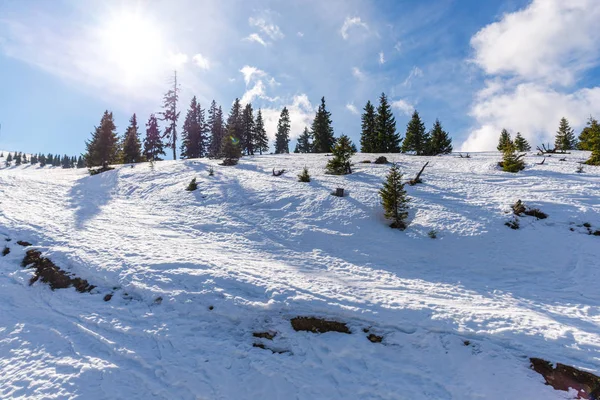 Winterberge Mit Schneebedeckten Tannen Natürlicher Hintergrund Mit Nadelwald — Stockfoto