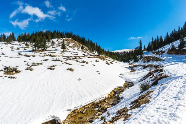 Winter Bergen Met Besneeuwde Sparren Natuurlijke Achtergrond Met Naaldhout Bos — Stockfoto