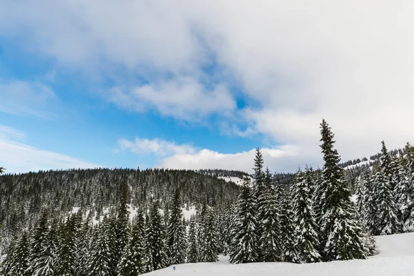 Zima Góry Ośnieżone Jodły Naturalnego Tła Lasu Iglastego — Zdjęcie stockowe