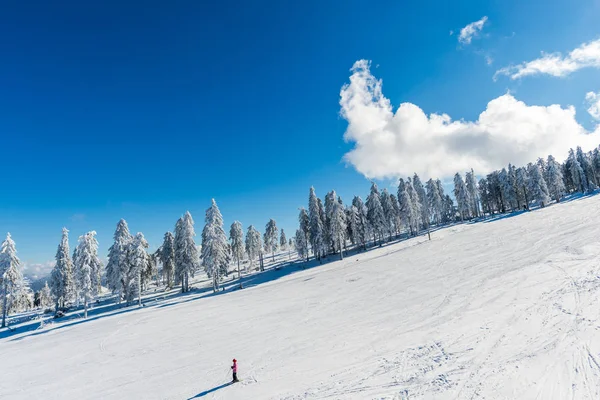 Montanhas Inverno Com Abetos Nevados Fundo Natural Com Floresta Conífera — Fotografia de Stock