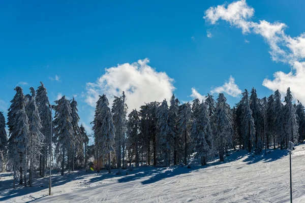Winter Bergen Met Besneeuwde Sparren Natuurlijke Achtergrond Met Naaldhout Bos — Stockfoto