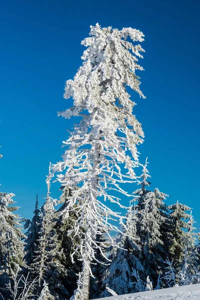 Montañas Invierno Con Abetos Nevados Fondo Natural Con Bosque Coníferas — Foto de Stock