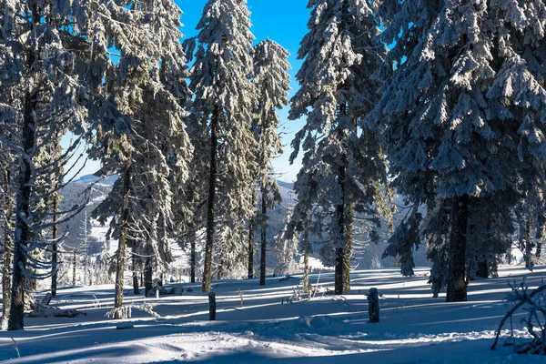 Montañas Invierno Con Abetos Nevados Fondo Natural Con Bosque Coníferas — Foto de Stock