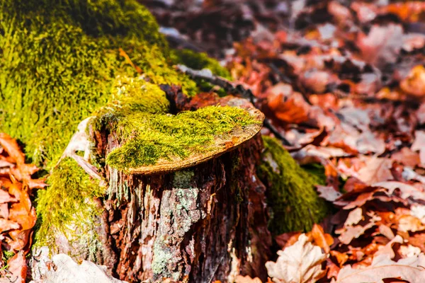Details Des Herbstlichen Waldes Natürliche Hintergründe — Stockfoto
