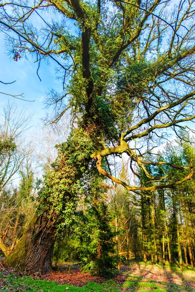 Höstlig Park Med Träd Natur Bakgrund — Stockfoto