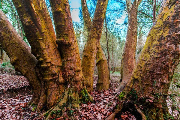 Höstlig Park Med Träd Natur Bakgrund — Stockfoto