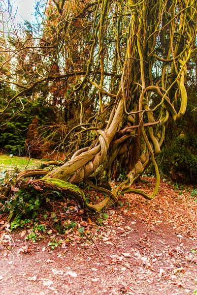 Details Des Herbstlichen Waldes Natürliche Hintergründe — Stockfoto