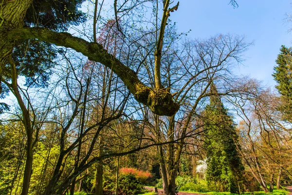 Detaljer Vårskog Natur Bakgrund — Stockfoto