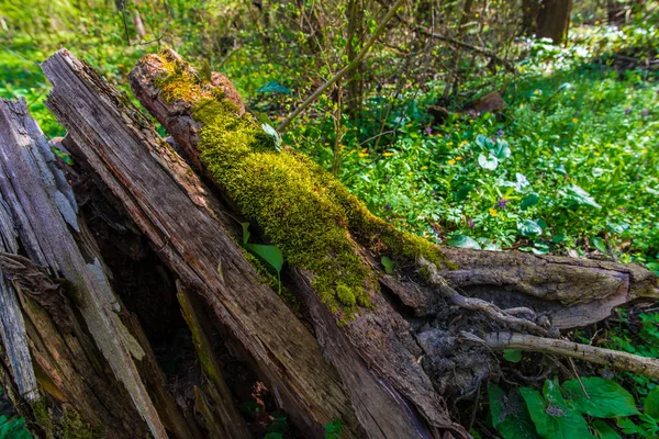 Detalles Bosque Primavera Fondo Natural — Foto de Stock