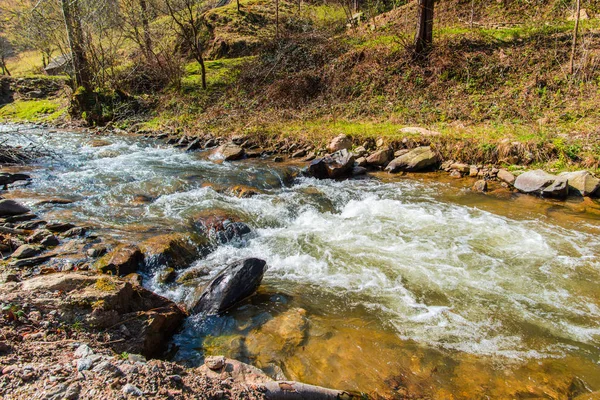 Detaljer Höst Skog Natur Bakgrund — Stockfoto