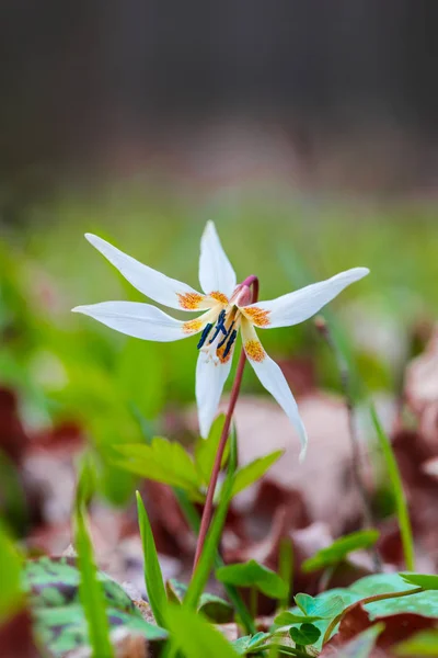 Bulanık Doğal Arka Planda Çiçeğin Yakın Görünümü — Stok fotoğraf