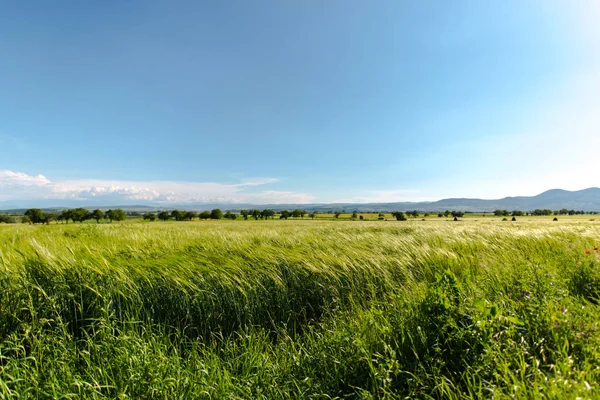 Campo Grano Verde Con Sfondo Cielo Blu — Foto Stock