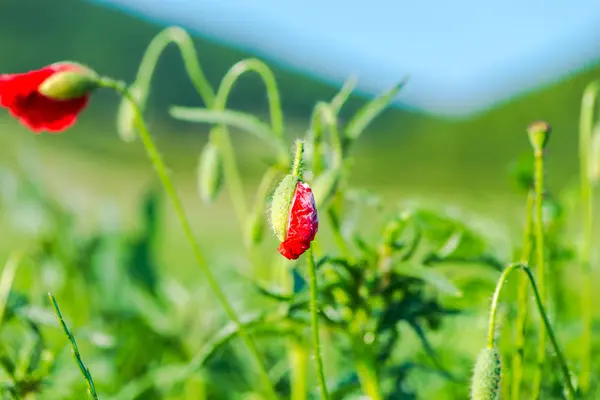 Flores Papoilas Vermelhas Campo Verão — Fotografia de Stock