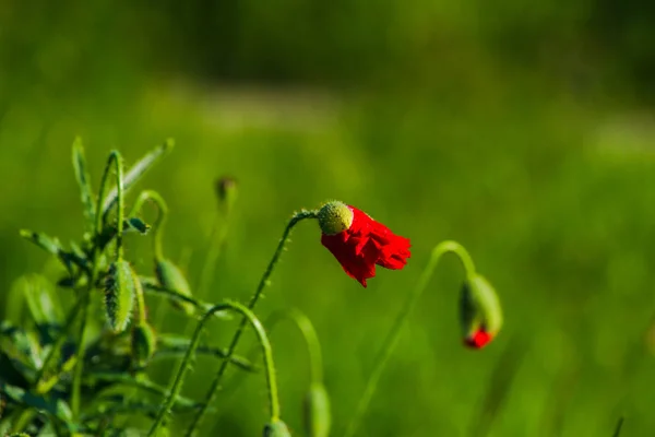 Flores Papoilas Vermelhas Campo Verão — Fotografia de Stock
