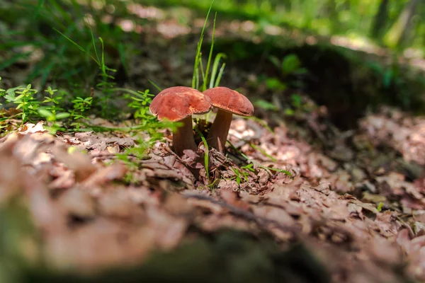 Two Mushrooms Growing Forest Dried Leaves — Stock Photo, Image