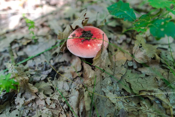 Funghi Che Crescono Nella Foresta Tra Foglie Secche — Foto Stock