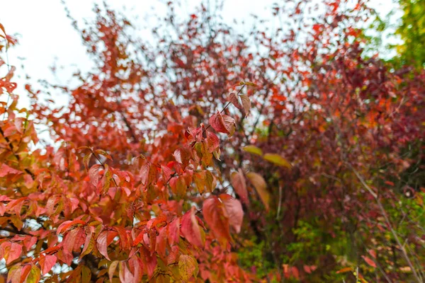 Herbstliche Bunte Bäume Blätter — Stockfoto