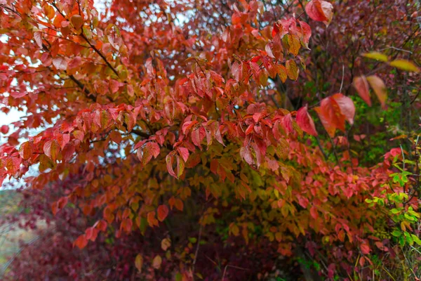 Feuilles Automnales Colorées Arbres — Photo