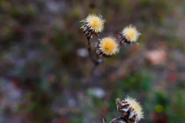 Piante Appuntite Erbe Autunnali — Foto Stock