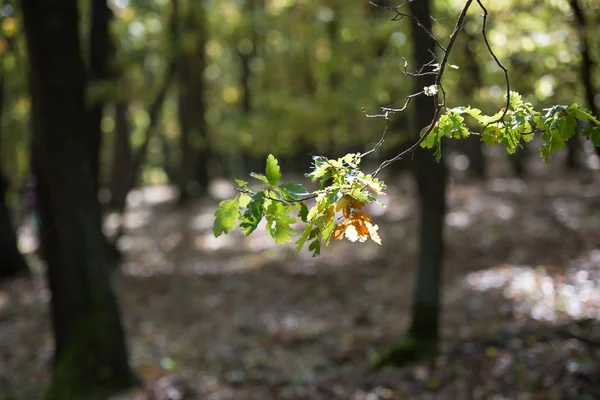 Hojas Coloridas Bosque Sobre Fondo Borroso — Foto de Stock