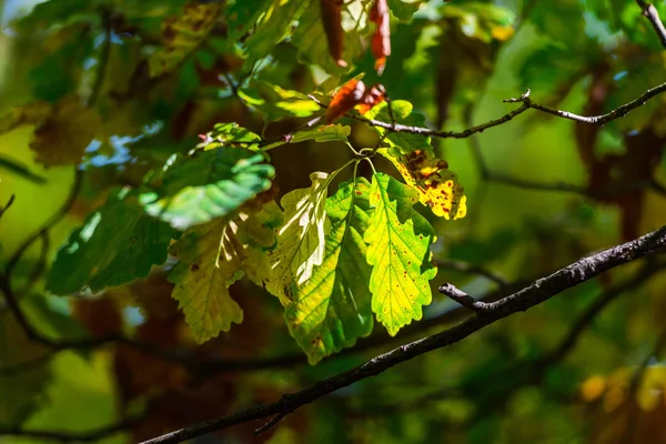 Kleurrijke Bladeren Bos Onscherpe Achtergrond — Stockfoto